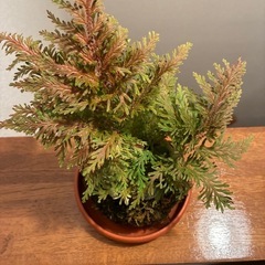 ヒバ苔玉の画像