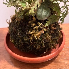 ヒバ苔玉の画像