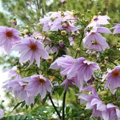 皇帝ダリアの画像