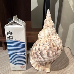 ホラガイなどの画像