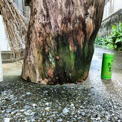 【未加工】松木の丸太カット  高さ40cm 幅35cm 重さ約50kgの画像