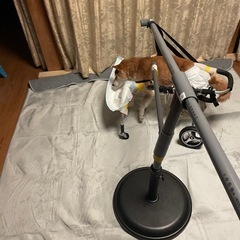 老犬用ぐるぐる歩行補助器の画像