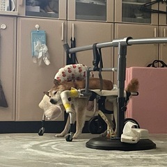老犬用ぐるぐる歩行補助器の画像