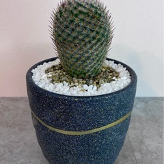 マミラリア・内裏玉(だいりぎょく)/デザイン陶器鉢の画像