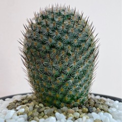 マミラリア・内裏玉(だいりぎょく)/デザイン陶器鉢の画像