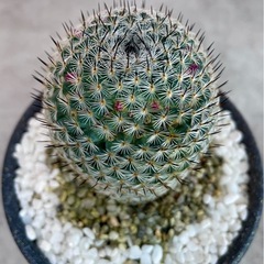 マミラリア・内裏玉(だいりぎょく)/デザイン陶器鉢の画像