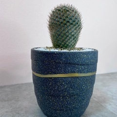 マミラリア・内裏玉(だいりぎょく)/デザイン陶器鉢の画像