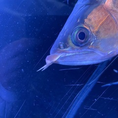 アロワナ
の画像