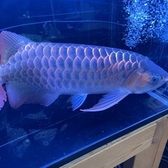 アロワナ
の画像