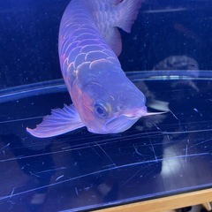 アロワナ
の画像