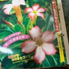 【取引中】月刊おきなわ　緑と生活の画像