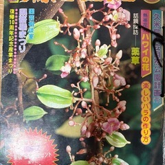 【取引中】月刊おきなわ　緑と生活の画像