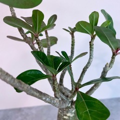 アデニウム・オベスム選抜株/デザイン陶器鉢の画像