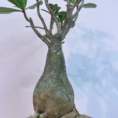 アデニウム・オベスム選抜株/デザイン陶器鉢の画像