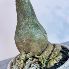 アデニウム・オベスム選抜株/デザイン陶器鉢の画像