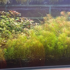 水草＊ミリオフィラム＊ロタラなどの画像