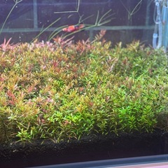 水草＊ミリオフィラム＊ロタラなどの画像