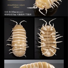 いきもの大図鑑アドバンス　ダンゴムシの画像