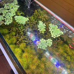 水草＊ミリオフィラム＊ロタラなどの画像