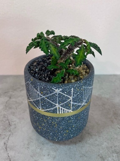 ユーフォルビア・デカリー仕立て株挿し木/デザイン陶器鉢 (ランプ