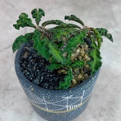 ユーフォルビア・デカリー仕立て株挿し木/デザイン陶器鉢の画像