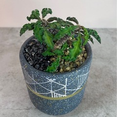 ユーフォルビア・デカリー仕立て株挿し木/デザイン陶器鉢の画像