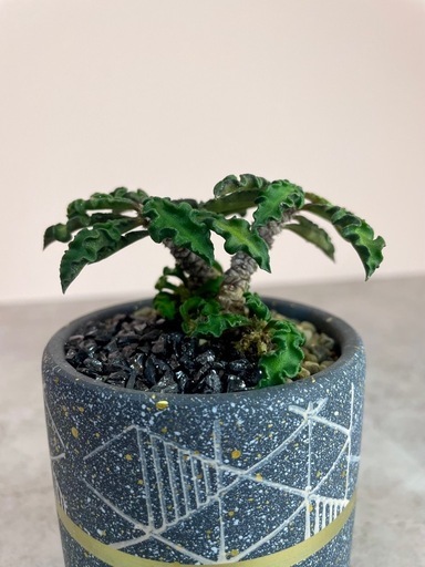 ユーフォルビア・デカリー仕立て株挿し木/デザイン陶器鉢 (ランプ