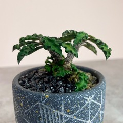 ユーフォルビア・デカリー仕立て株挿し木/デザイン陶器鉢の画像