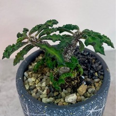 ユーフォルビア・デカリー仕立て株挿し木/デザイン陶器鉢の画像