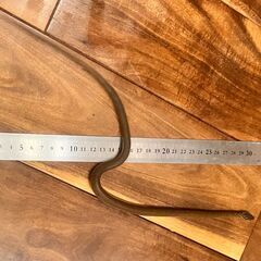 【急募】ヒバカリ【性別・年齢不明】の画像