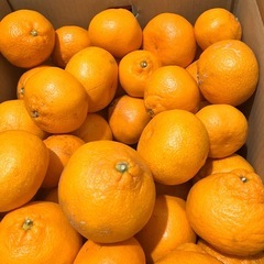 三ヶ日早生みかん訳あり限定3箱の画像