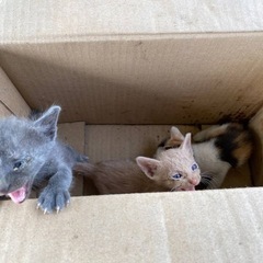 お手伝いがあればご連絡ください☺️ 引っ越し、草むしり、荷…