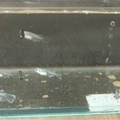 バクシャイナー　メダカ　10匹の画像