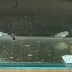 バクシャイナー　メダカ　10匹の画像