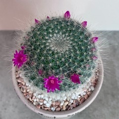 マミラリア・玉翁(たまおきな)/デザイン陶器鉢の画像