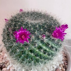 マミラリア・玉翁(たまおきな)/デザイン陶器鉢の画像