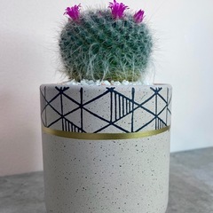 マミラリア・玉翁(たまおきな)/デザイン陶器鉢の画像