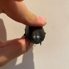 オオクワガタSR血統♀（89.5同腹） の画像