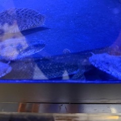 ポリプテルスラプラディ2匹の画像