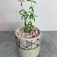 ドロサンテマム・レッドダイヤモンド/デザイン陶器鉢の画像