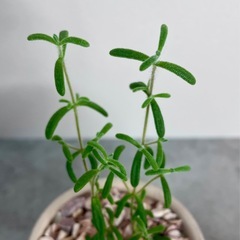 ドロサンテマム・レッドダイヤモンド/デザイン陶器鉢の画像