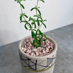 ドロサンテマム・レッドダイヤモンド/デザイン陶器鉢の画像