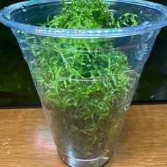 ウィローモスの画像