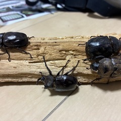 【幼虫/１匹あたり】サビイロカブト　CBF3　スラウェシ産の画像