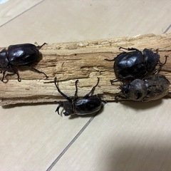 【幼虫/１匹あたり】サビイロカブト　CBF3　スラウェシ産の画像