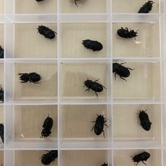 【幼虫/１匹あたり】フィリピンネブトクワガタ　WF6 ネグロス島産の画像