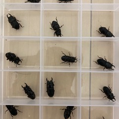 【幼虫/１匹あたり】フィリピンネブトクワガタ　WF6 ネグロス島産の画像