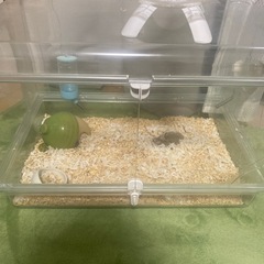 割れあり　グラスハーモニー450その他ハムスターグッズの画像