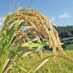 69令和7年度茨城県コシヒカリ某スーパー卸ております！新米になります。大人気商品となっております。10キロ入りです。コメントお待ちしております。の画像