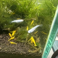 ミナミヌマエビ10匹の画像